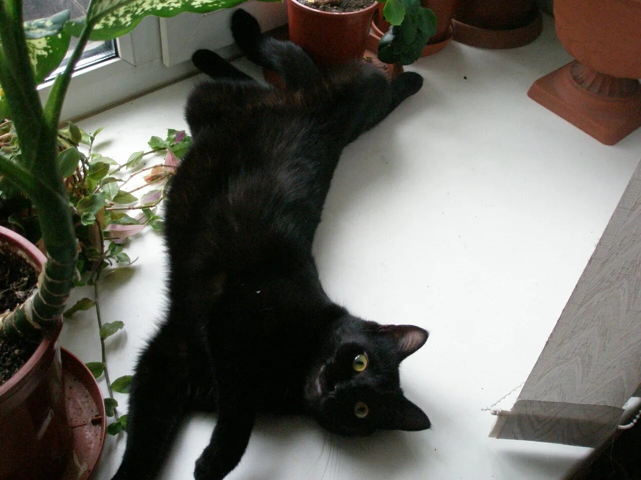 котята в коробке на улице. кошка мама злится. котенок в подвале. бездомная кошка в коробке. кошка бросила котят.