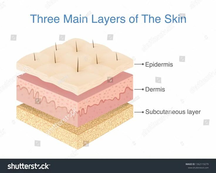 3 skin layers. Epidermis layers. epidermis and dermis layers. skin layers. слои человеческой кожи с размерами.