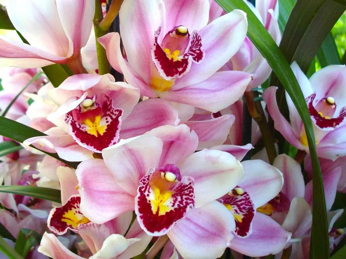 Орхидея Cymbidium. Цветок Цимбидиум. Королевский Цимбидиум. Дендробиум Цимбидиум.