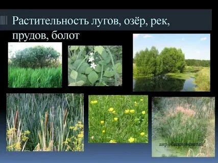 Общее название лесов лугов рек и озер