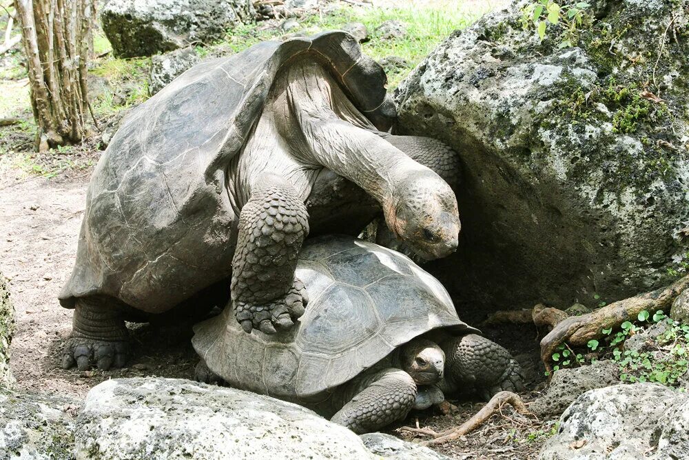 Галапагосская черепаха. Галапагосская гигантская черепаха. Галапагосская черепаха, Chelonoidis elephantopus. Галапагос — Эквадор черепахи. Большая галапагосская черепаха