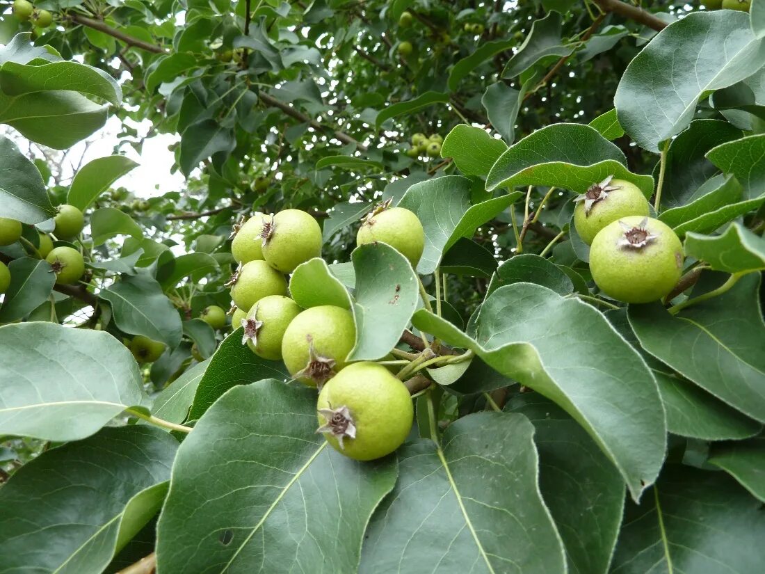 Лесная груша дичка. Дикая груша дичка. Груша Кавказская (Pyrus Caucasica (Fed.) Browicz). Груша дичка дерево.