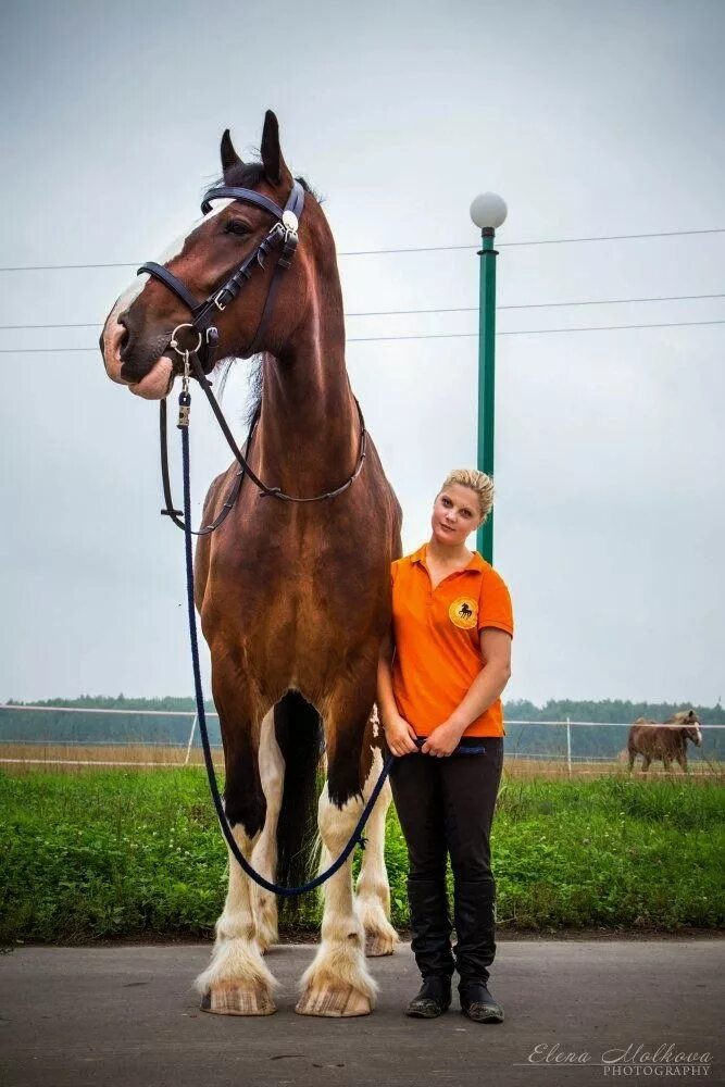 Сильная верховая