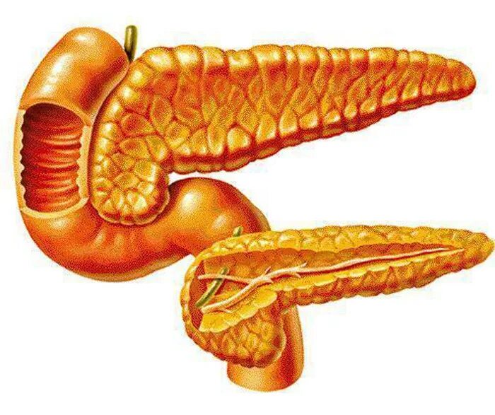 Легкие и поджелудочная железа. Поджелудочная железа иллюстрация. Поджелудочная железа фотография. Поджелудочная железа рисунок. Поджелудочная железа на прозрачном фоне.