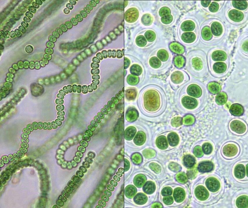 Водоросли дифференцированных клеток. Синезеленые цианобактерии. Синезелёные водоросли цианобактерии. Плеврокапсовые цианобактерии. Одноклеточные цианобактерии.