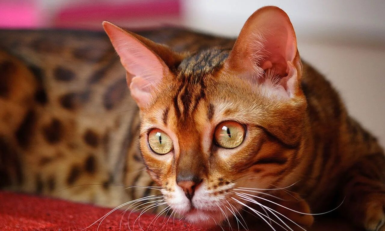 Бенгальский кот. Бенгальская кошка мордочка. Бенгальская кошка глаза. Бенгал с желтыми глазами. Голова бенгальской кошки