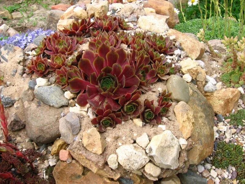 Камнеломка молодило. Альпийская горка с каменной розой молодило. Молодило marmoreum brunneifolium. Молодило дизайн. Молодило дизайн.