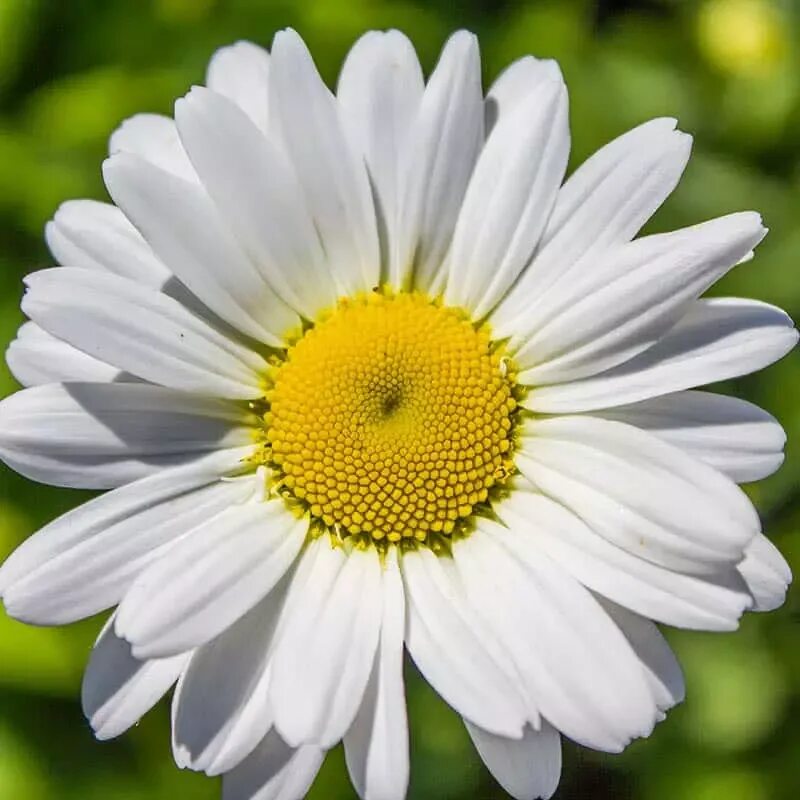 Мойчечак расми. Ромашка семейство. Ромашки картинки. Ромашка царство отдел класс. Покрытосеменные растения представлены.