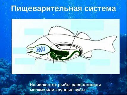 Система рыб представлена