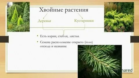Кустами 2 разбор