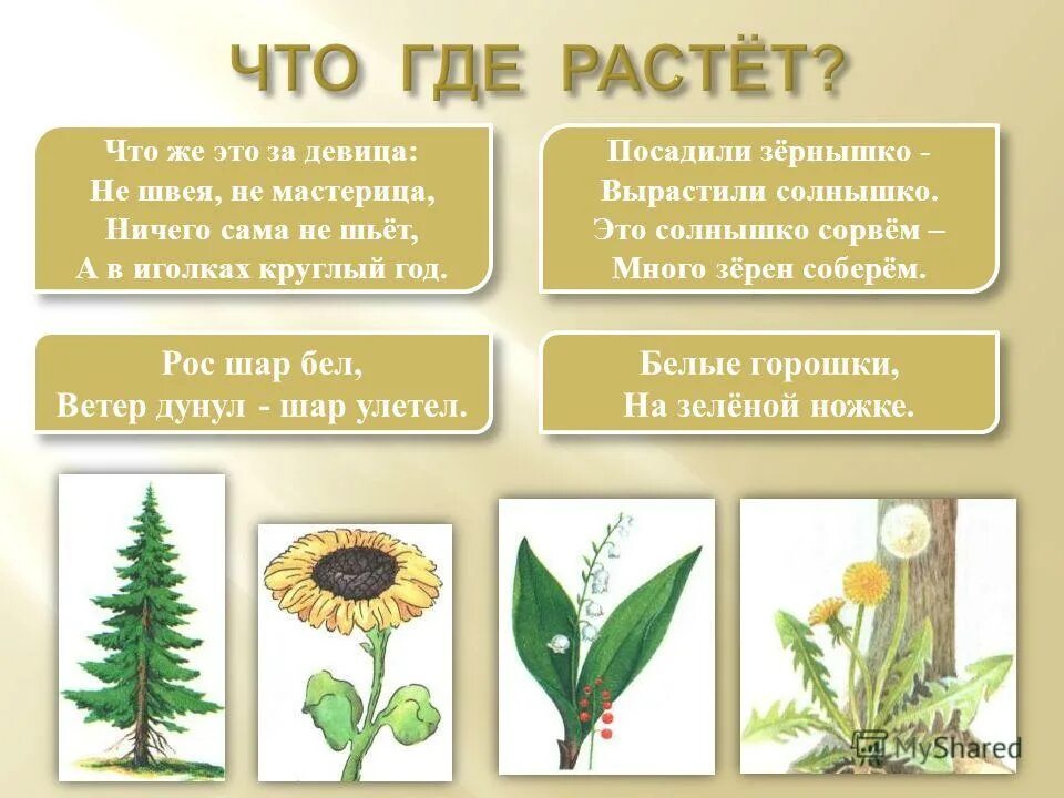 Рос шар бел дунул ветер и шар. Загадка расшарбел дунул. Загадка расшарбел дунул. Детский стишок про траву. Рос шар бел дунул ветер и шар.