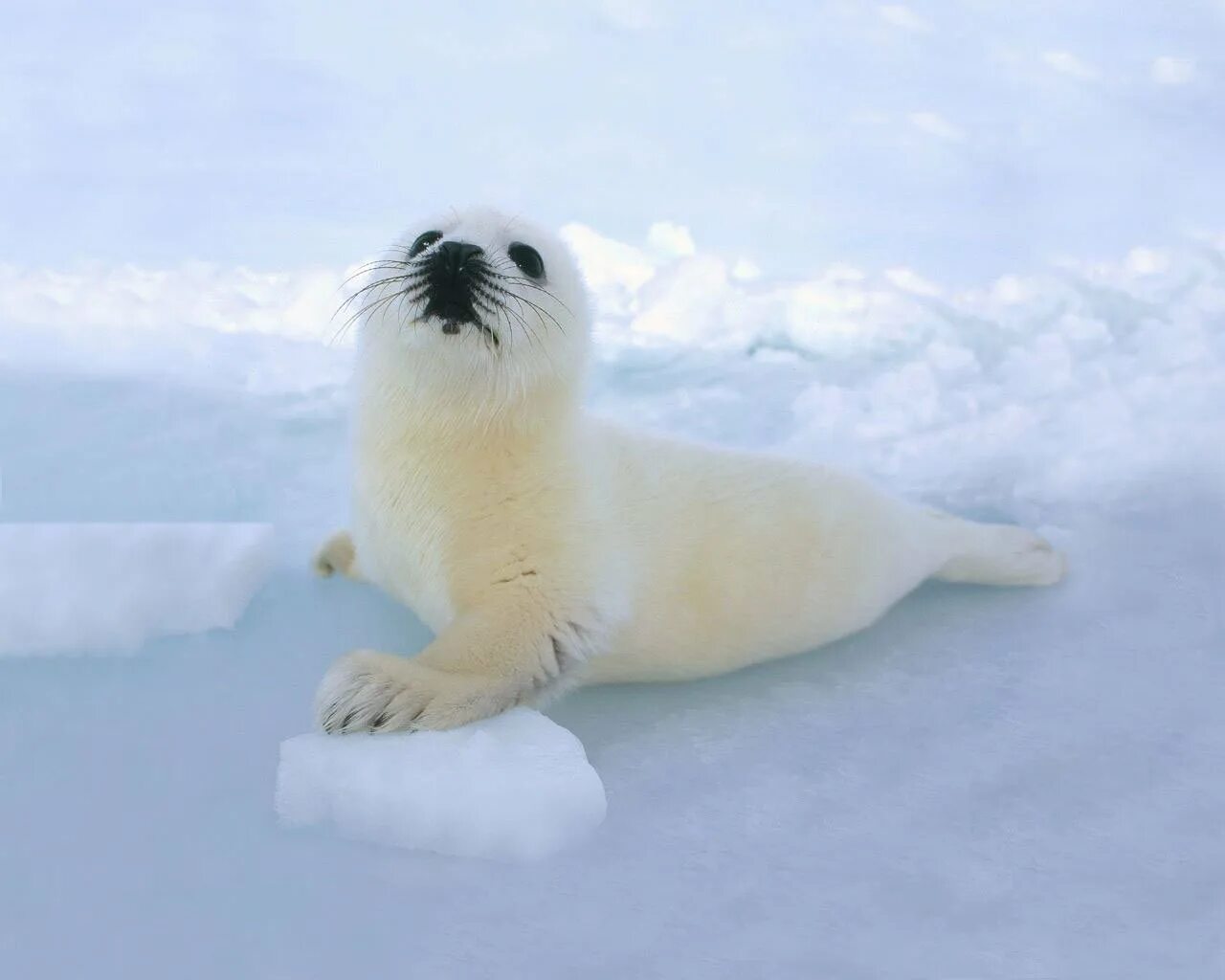 Интересные факты о тюленях. Антарктида животные тюлень Белек. Гренландский тюлень. Доклад про морского котика.