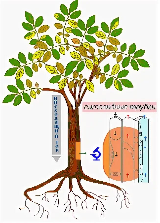 Восходящий и нисходящий ток. Восходящий и нисходящий ток веществ в растении. Нисходящий ток у растений. Движение воды в деревьях. Восходящий и нисходящий ток в стебле растений.