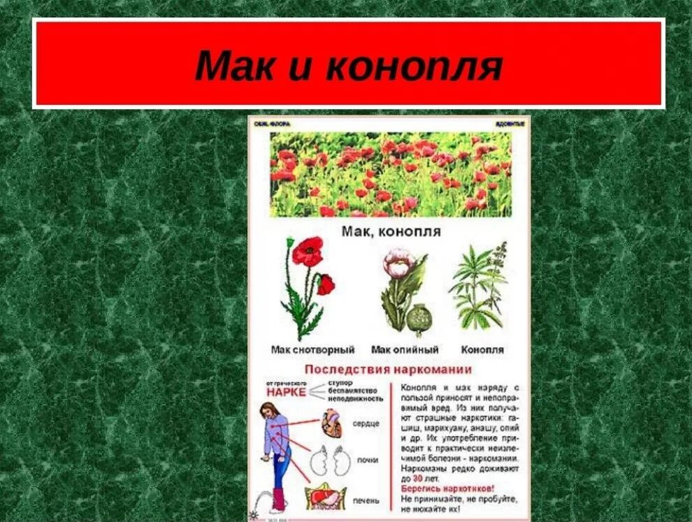 Маки егэ