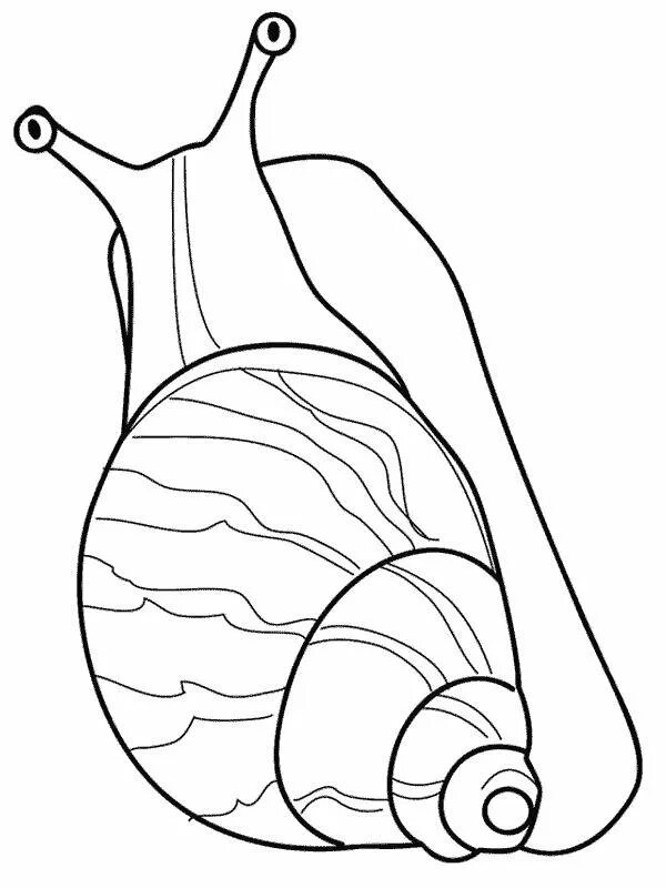 Улитка раскраска. Улитка ахатина раскраска. Улитка раскраска для детей. Улитка рисунок. Улитка карандашом