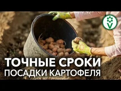 Посадка картошки в апреле