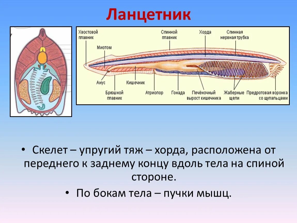 Строение ланцетника срез. Нервная система ланцетника 7 класс. Эволюция ланцетника. Хорда ланцетника.