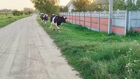 Черничный хутор март 2024 год