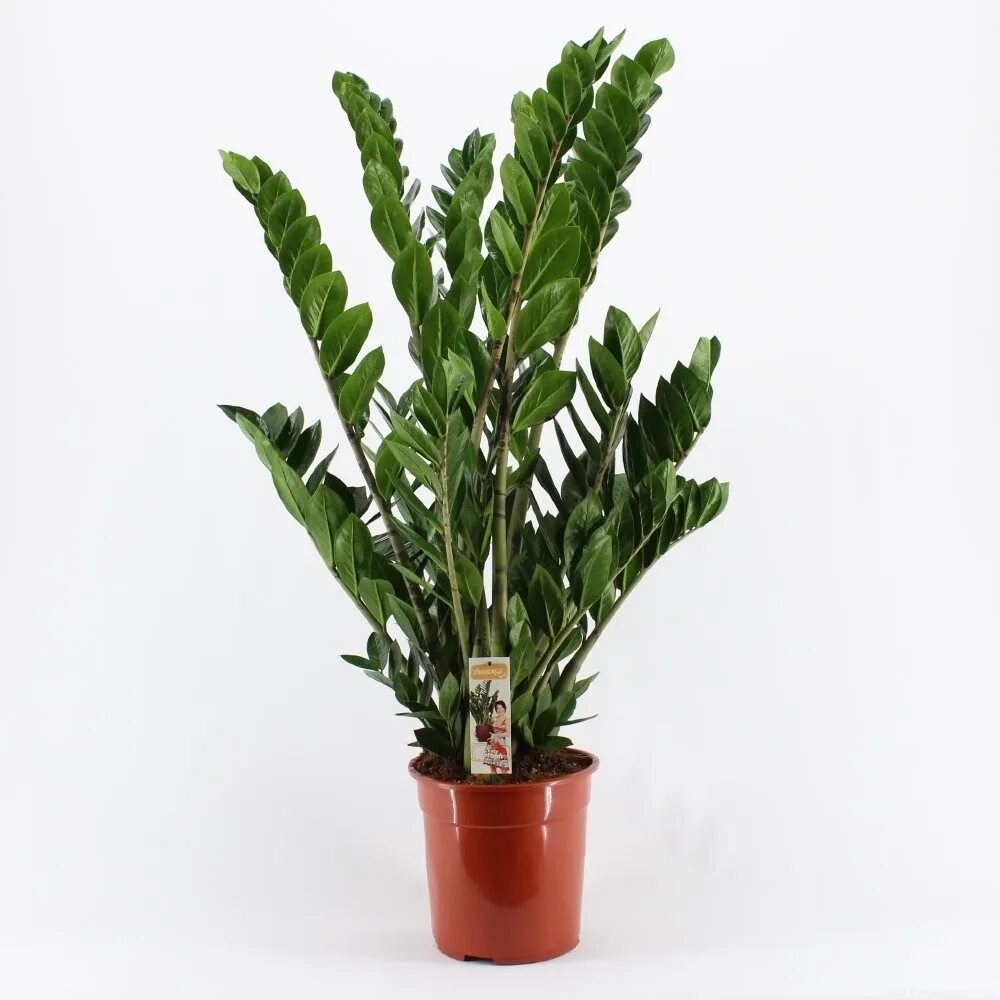 Замиокулькас для животных. Замиокулькас zamiifolia. замиокулькас emerald palm. замиокулькас 17/70. папоротник душистый (zamioculcas zamiifolia.
