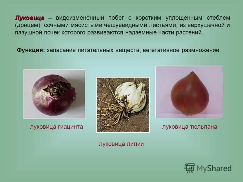 Тюльпан видоизмененный побег - MosRosa.ru