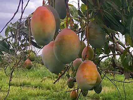 Mangos mangos phonk