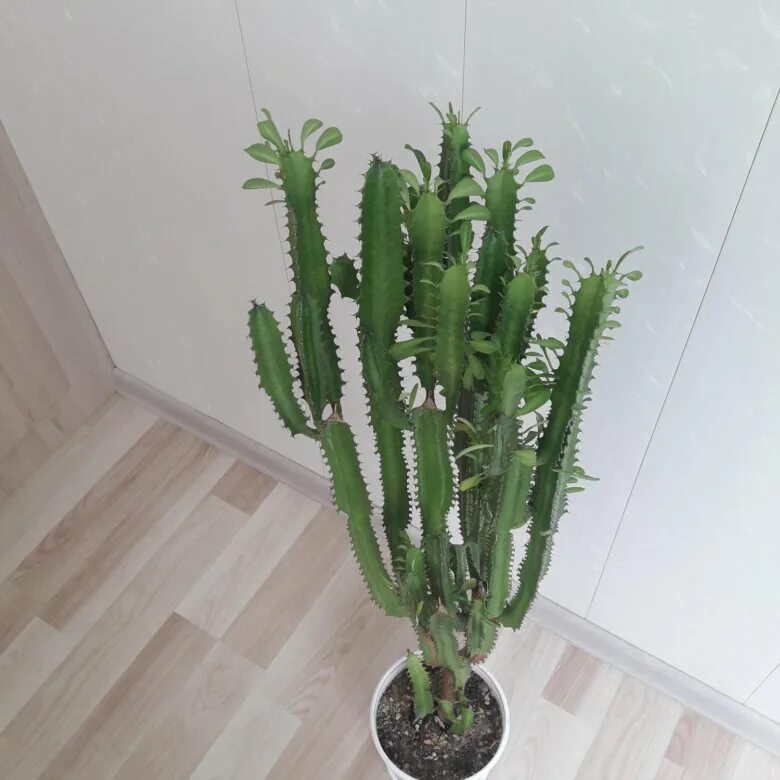 Молочай трехгранный уход в домашних условиях Cactus plants, Plants, Cactus