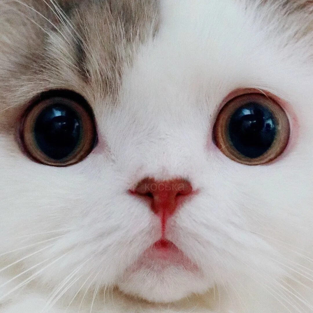Няшные котики. Коты с большими гоазам. Большой милый кот. Большой милый кот. Японская порода кошек снупи.