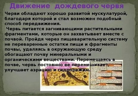 Функциональная грамотность текст про дождевого червяка