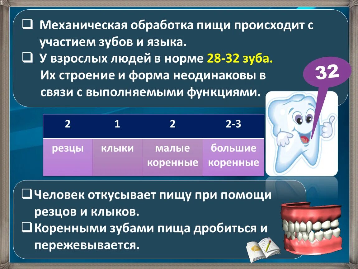 Обработка пищи слюной происходит в. Механическая обработка пищи. Механическая обработка пищи осуществляется в. Механическая обработкапиши. Механическая обработка пищи строение.