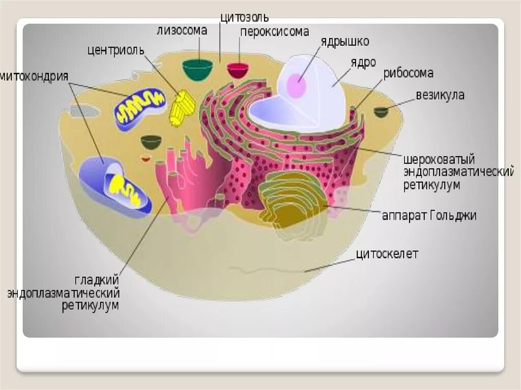 Органоиды клетки. Одномембранные органоиды клетки. Одномембранные органеллы клетки. Двумембранные и одномембранные органоиды клетки.