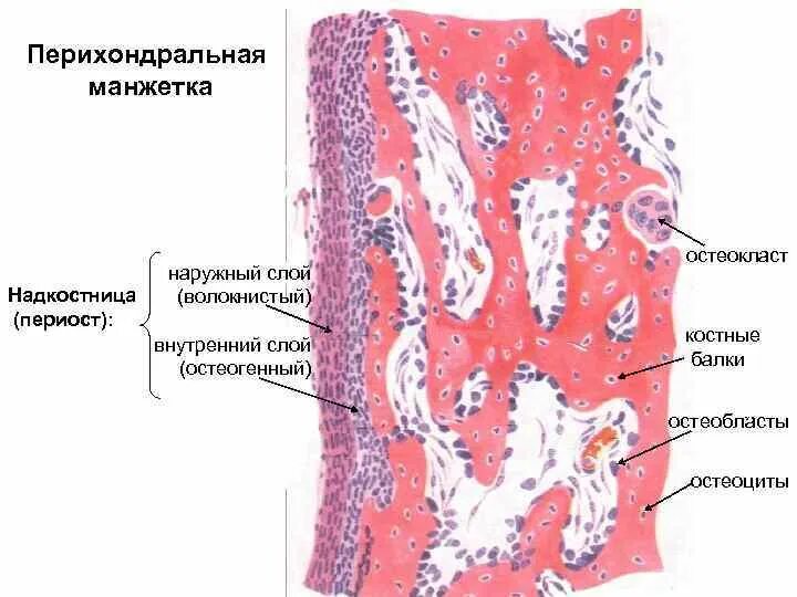 Слой надкостницы гистология. Костная манжетка гистология. Ретикулофиброзная ткань гистология. Грубоволокнистая костная ткань препарат гистология.