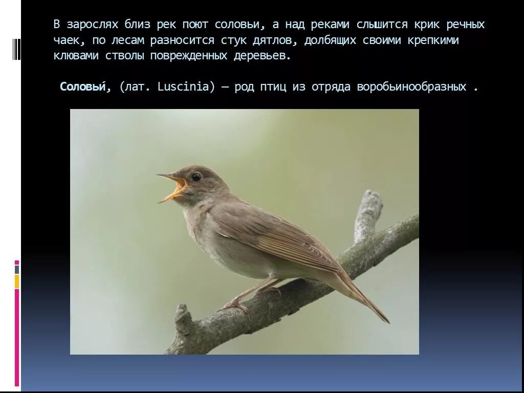 Почему соловьи поют ночью. Предложение про соловья. Соловей кричит. Птицы Нижегородской области Соловей. Птицы Нижегородской области презентация.