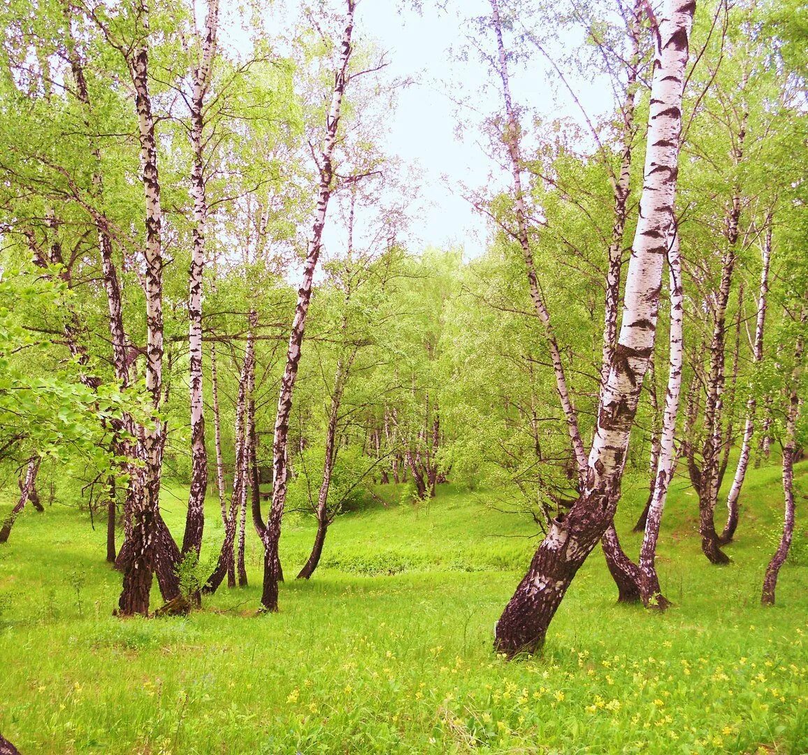 Березка приморская