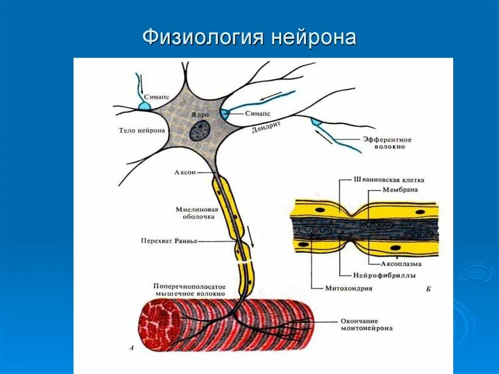 Строение нерва рисунок. Физиология нервных волокон Аксон. Нейроны физиология Аксон. Схема строения двигательного нейрона. Строение нейрона физиология.