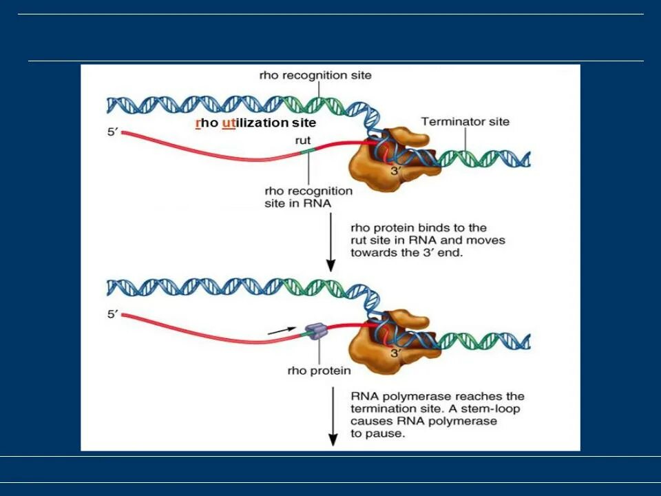 Терминация транскрипции схема. Терминация транскрипции у эукариот. Транскрипция РНК полимераза. Сайт терминации транскрипции.