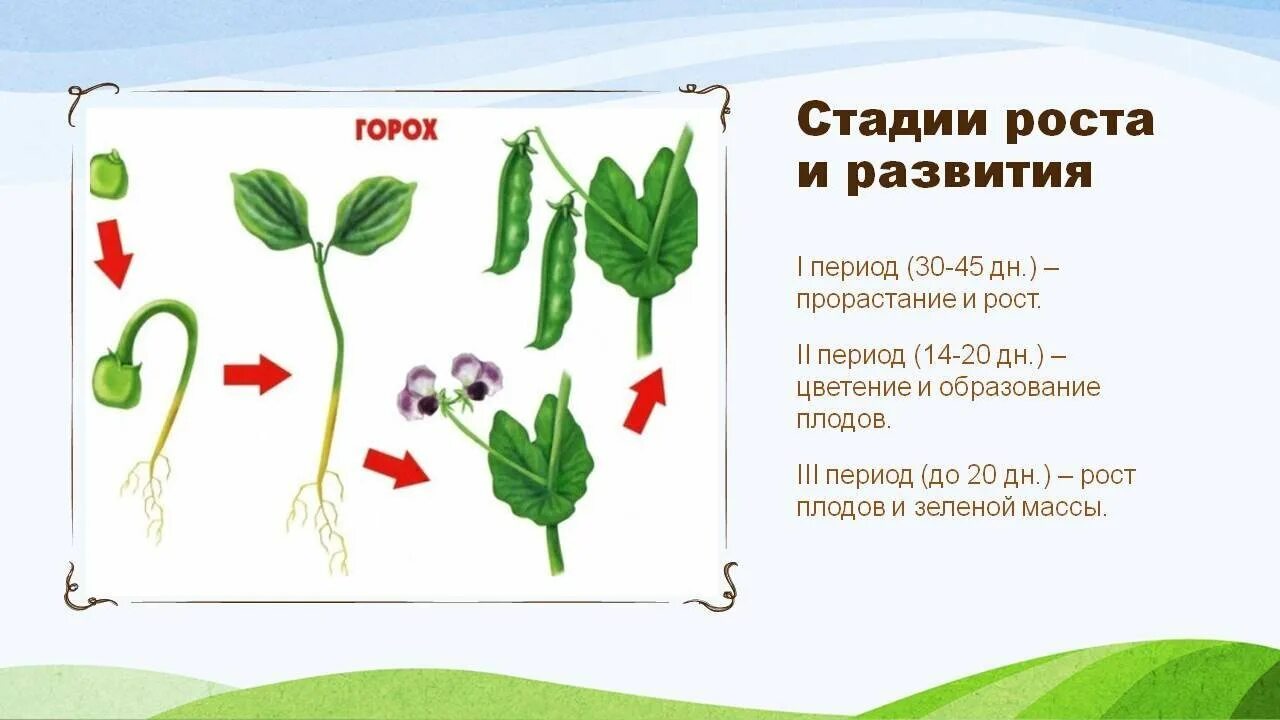 Стадии развития гороха. Фазы развития растений гороха. Растения цикл развития горох. Фазы развития гороха посевного схема. Модель гороха