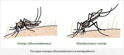 Малярийный комар и обычный отличия