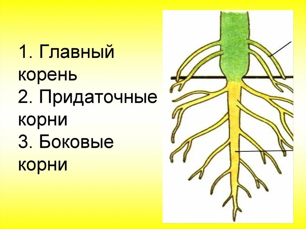 Главный корень боковой корень придаточный корень. Главный корень боковые и придаточные корни. Биология 6 класс боковые и придаточные корни.