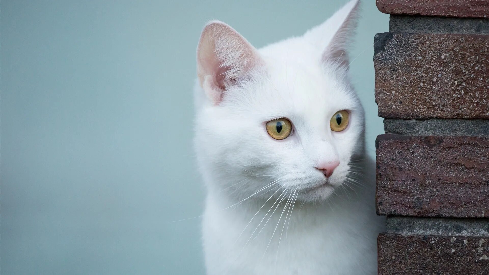 Белый кот мурзик. Као мани. Као-мани фото. Белый кот. Кошка белая.