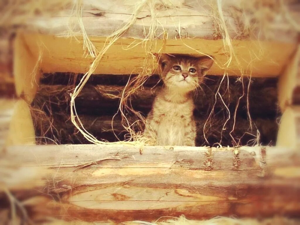 Перееду и расскажу. Кот в сарае. Деревенские коты. Котик на чердаке. Котята в сарае.