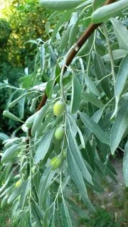 Кусты маслины