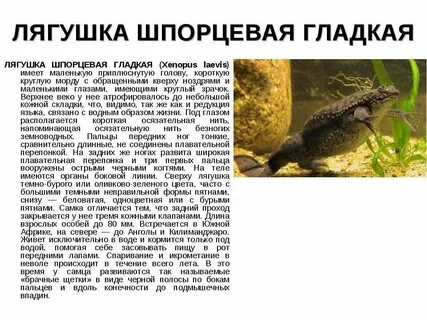 Боковая линия у лягушки