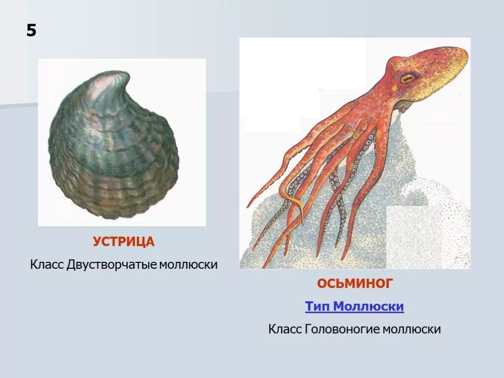 Скелет головоногих. Тип симметрии осьминога. Симметрия класса головоногие. Тип симметрии головоногих моллюсков.