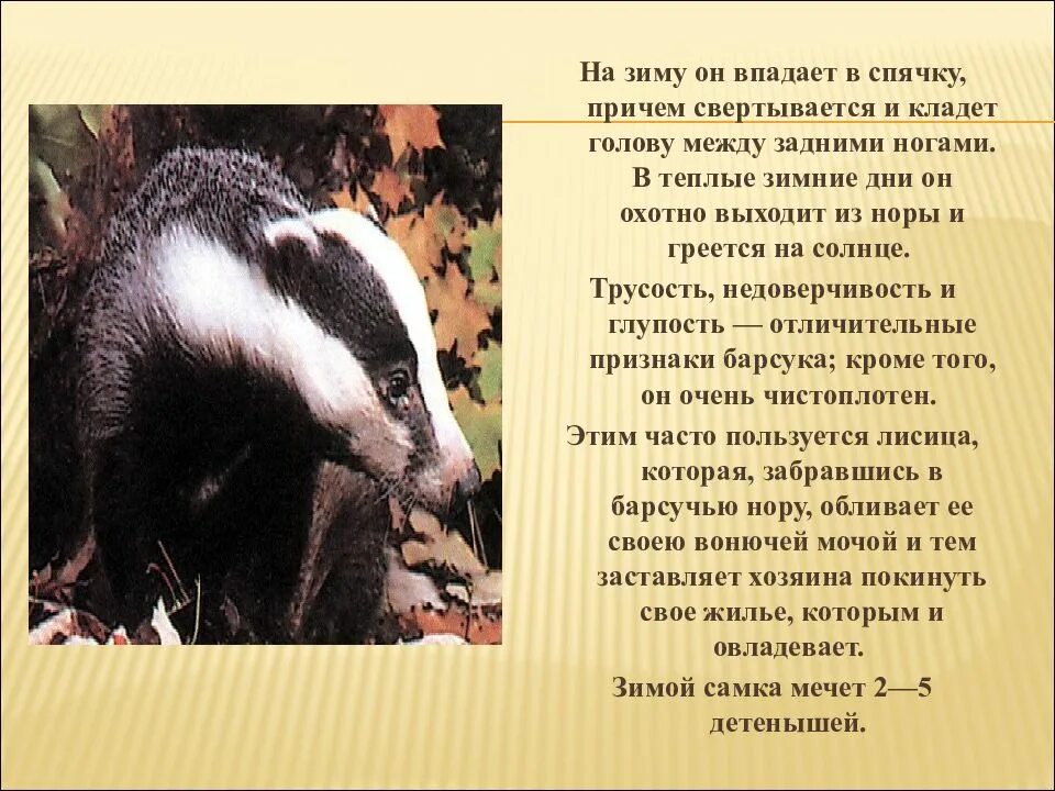 Почему барсук. Барсук впадает в спячк. животные которые впадают в спячку. о животных которые впадают в спячку. рассказ о животных которые впадают в спячку.