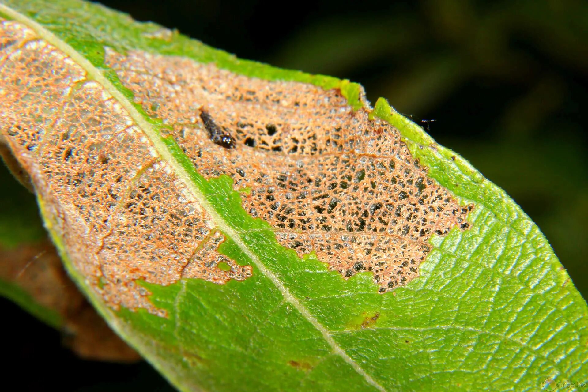 Plant disease. Скелетирование листьев вредителями. Гусеница щитовка червецы. Пальмовая щитовка. Жук щитовка.