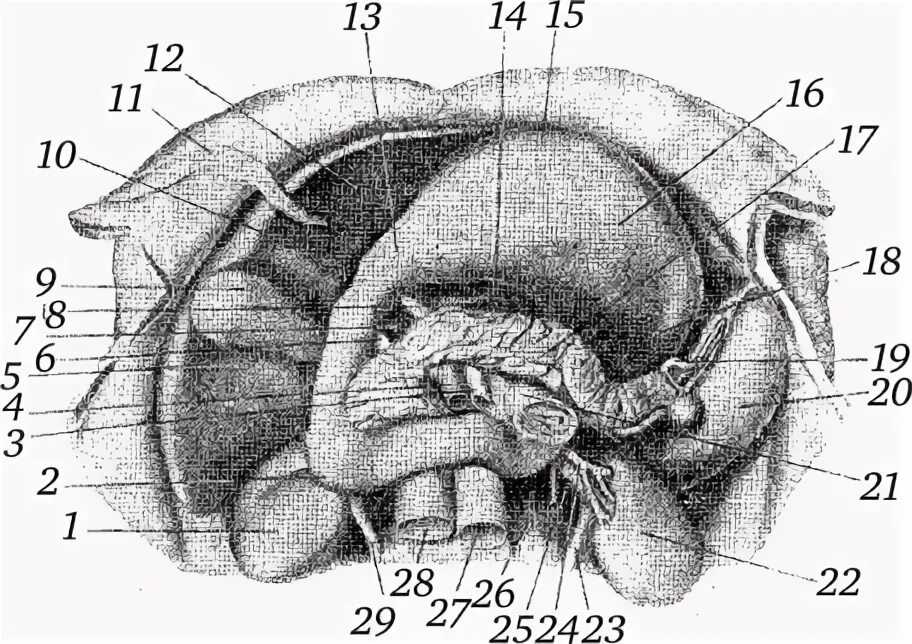 Селезенка кота. Селезенка животных анатомия. Селезенка кошки анатомия. Топография селезенки у собак. Анатомия селезенки собаки.
