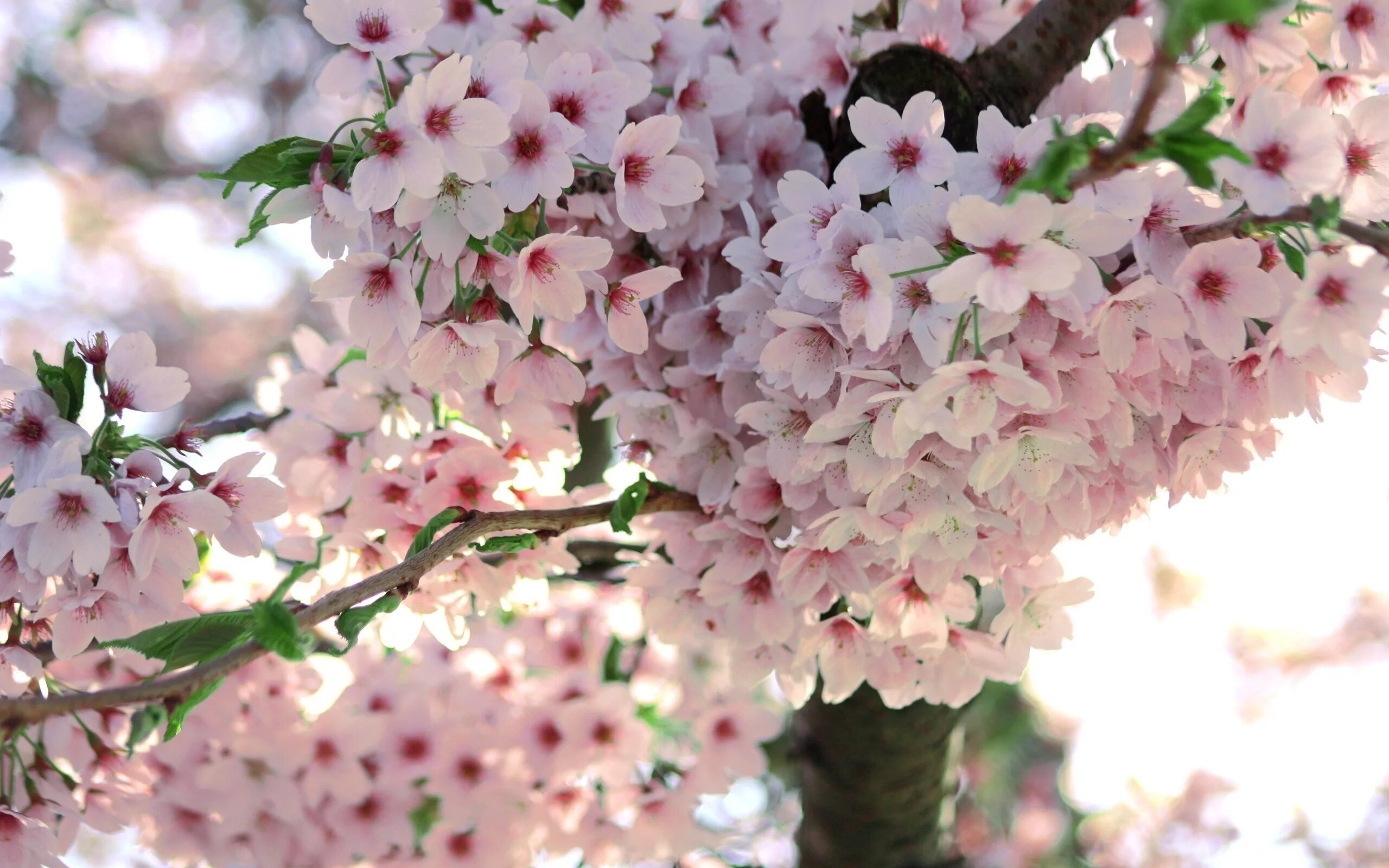 Акация Сакура. Сакура цветение растения. Кустарник красивоцветущий Сакура. Макроцветы Сакура. Цветы 1024 600