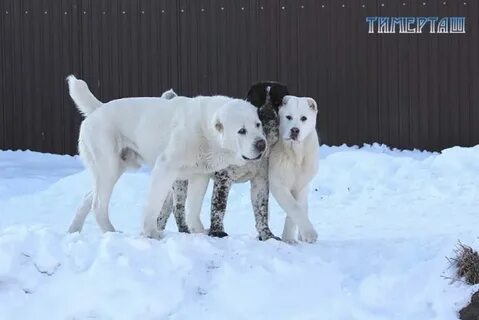 Алабай питомник