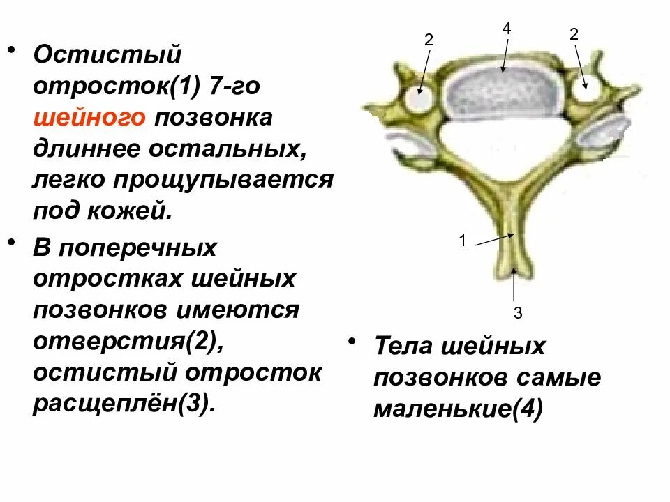 Отверстия поперечных отростков шейных позвонков. Поперечные отростки 7 позвонков. Особенности строения шейного отдела позвоночника. Структура поперечного отростка шейного позвонка.