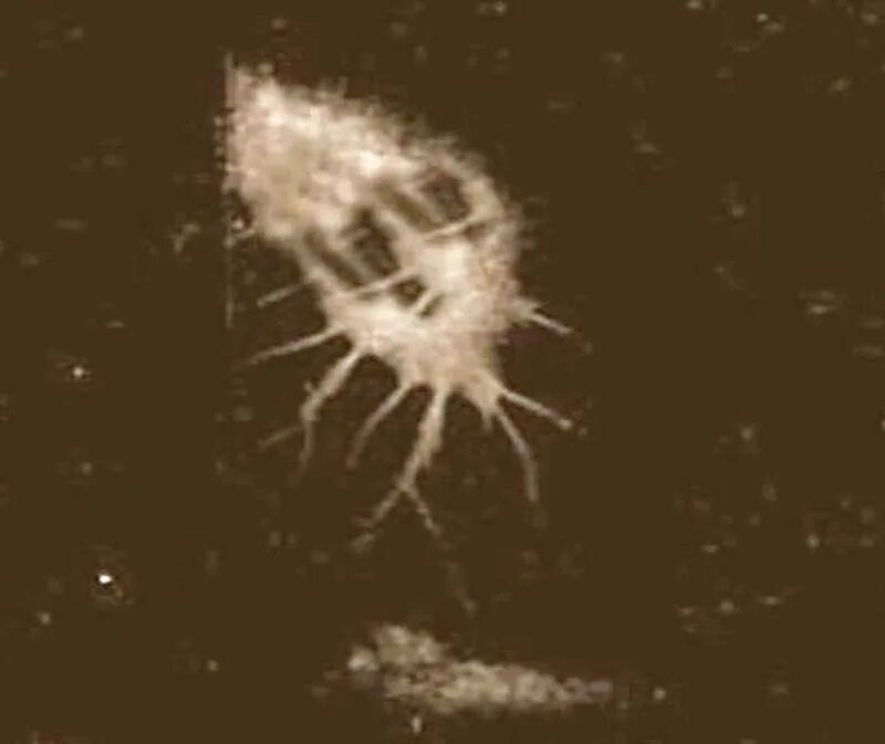 лавкрафт космический корабль. какие существа в космосе. существо способное выжить в космосе. туманность единорога. тихоходка может выжить в космосе.